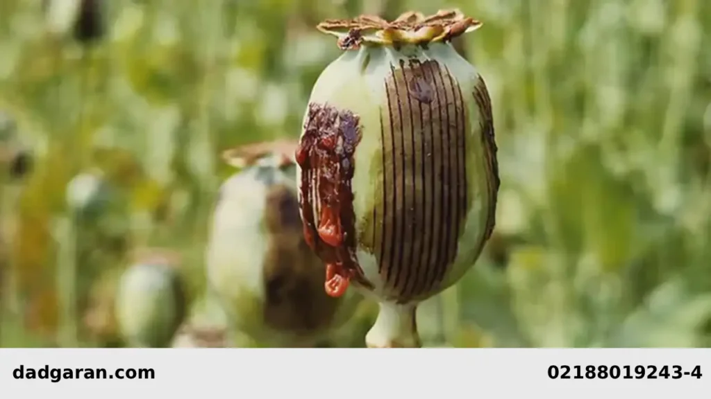 رای شیره-دادگران حامی