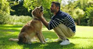 مقررات حیوانات خانگی-دادگران حامی