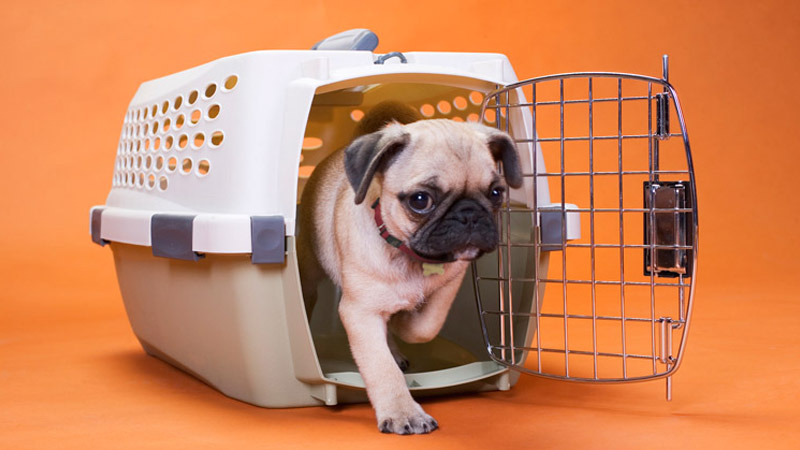 قوانین نگهداری حیوانات خانگی- دادگرن حامی