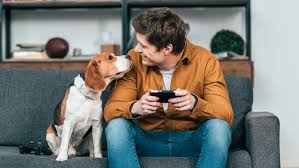 قوانین نگهداری حیوانات خانگی-دادگران حامی